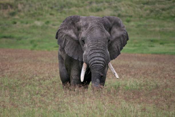 Closeup portrait of wild elephant (Loxodonta africana) Ngorongoro Crater Tanzania stock photo