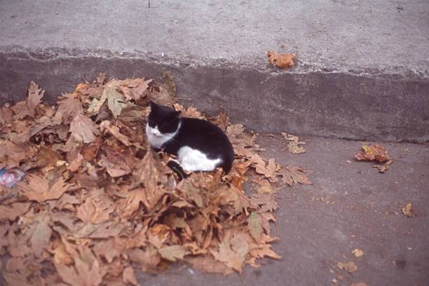 Greece, 1978. Cat resting on a pile of leaves.