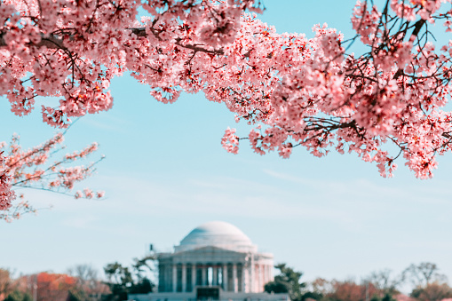 Close up photo of Pink Cherry Blossoms in Washington DC with Jefferson Memorial on the background