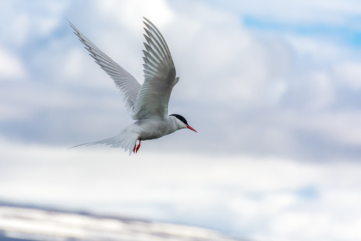 arctic tern flying over the nest during summer season in Iceland