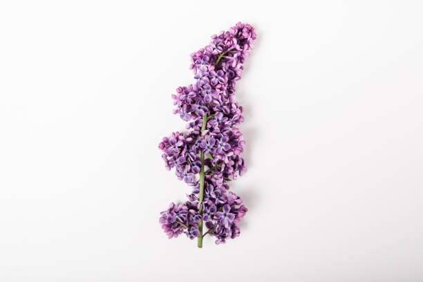 istock Lilac flowers on the white background. Flat lay. Minimalist style. Space for text 1311338327