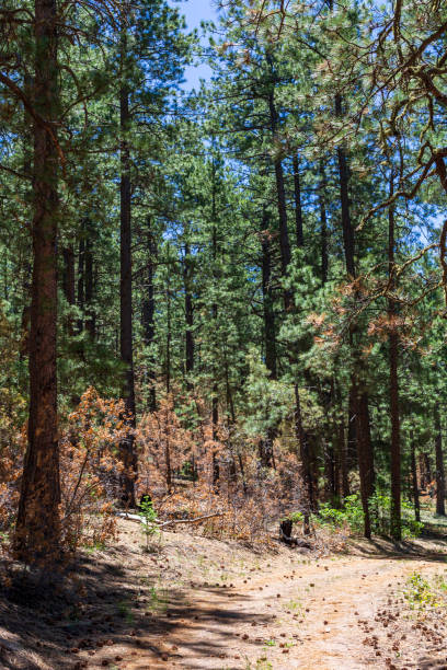 istock Taos New Mexico 1311338328