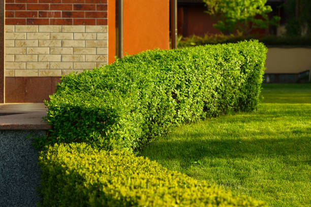 istock geometric bushes in the landscape 1311339217