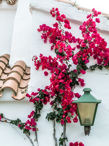 Bougainvillea on white painted house wall. Menorca.