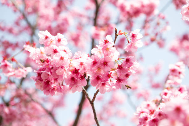 istock Beautiful Pink Cherry Blossoms Sakura Flowers and Bees 1311340136