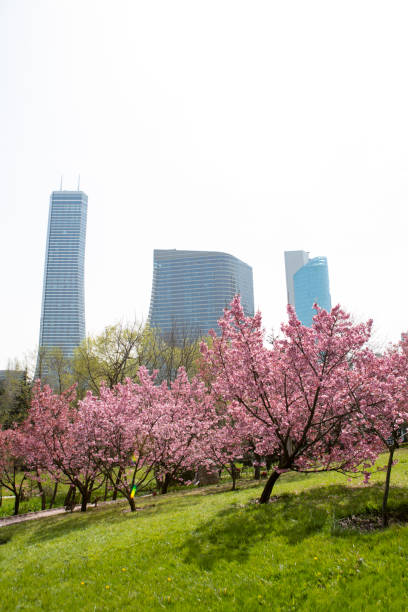 istock Sakura Flowers Beautiful Pink Cherry Blossoms Against Skyscraper Over White Sky 1311340264