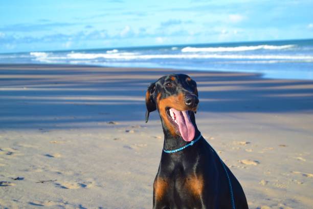 istock Dog Dobermann at the beach  Na Praia  Am Strand 1311340352