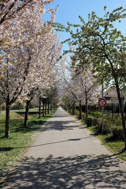 istock An alley of Spring 1311340747