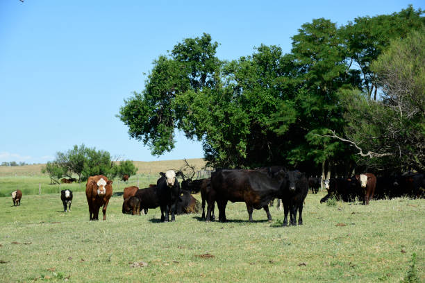 istock cows in the field 1311341660