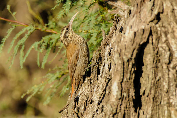 Narrow-billed woodcreeper Narrow-billed woodcreeper.Argentina woodcreeper stock pictures, royalty-free photos & images