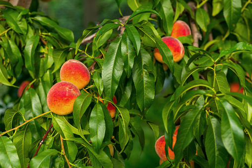 Peach tree with ripe peaches in orchard