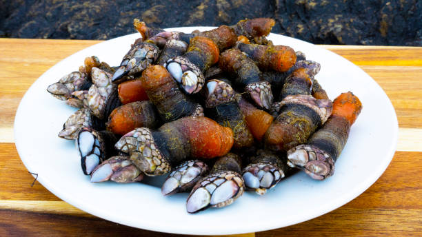 Percebes Gooseneck Barnacles on Plate Percebes, aka Gooseneck Barnacles or Goose Barnacles, are a real delicacy. They're a crustacean harvested from the sides of cliffs where the ocean waves crash against the rocks. Shown here on a white plate and wooden cutting board. barnacle stock pictures, royalty-free photos & images