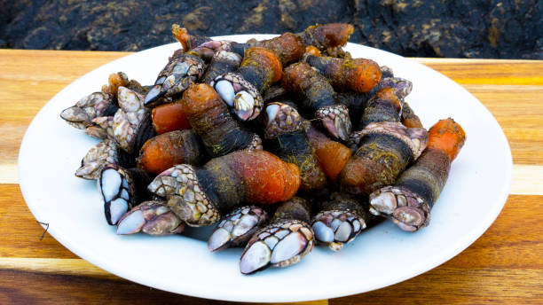 percebes gooseneck barnacles na placa - barnacle - fotografias e filmes do acervo