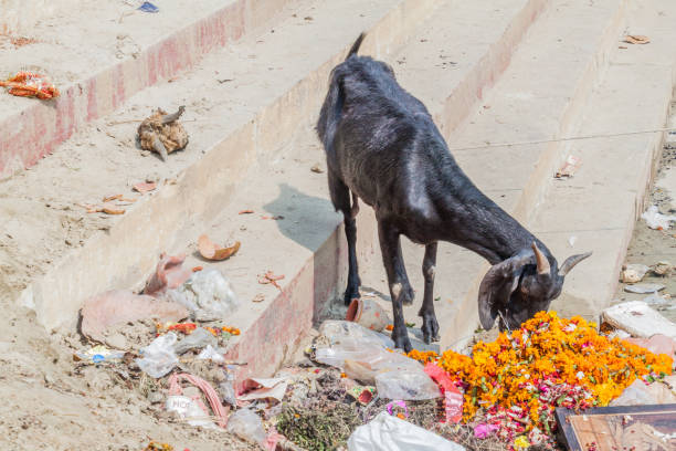 ziege an ghats flussufer stufen in varanasi, ind - india ganges river goat steps stock-fotos und bilder