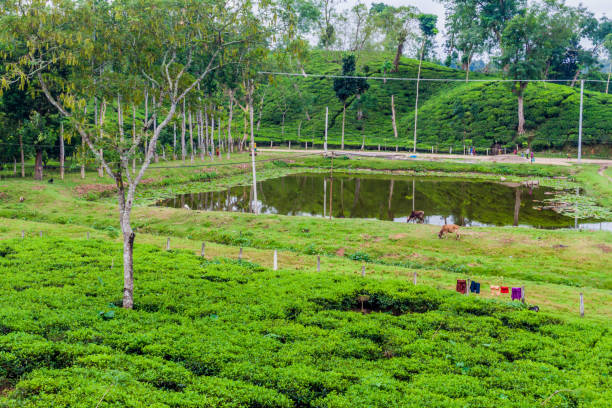 Small pond near Srimangal, Banglade Small pond near Srimangal, Bangladesh sylhet stock pictures, royalty-free photos & images