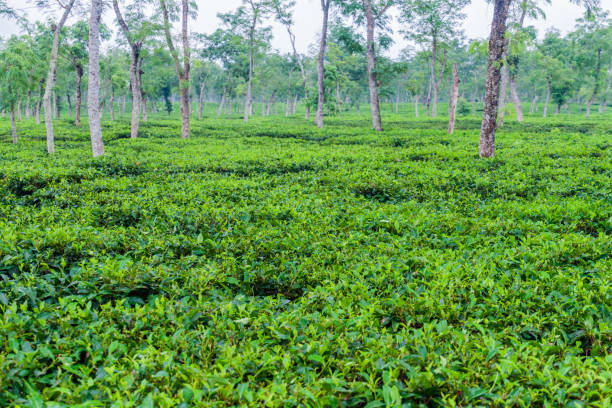istock Tea gardens near Srimangal, Banglade 1311343600