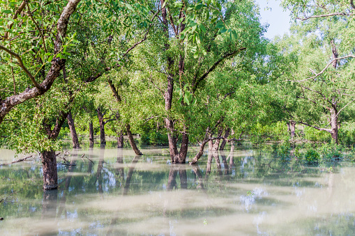 Flooded forest at Hiron Point in Sundarbans, Bangladesh