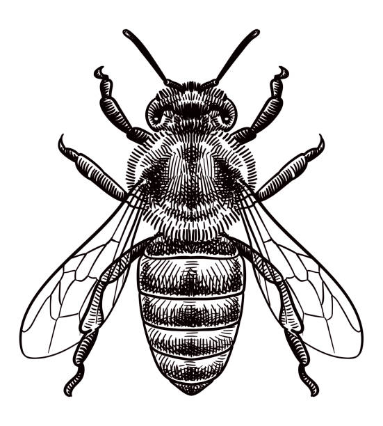 ilustraciones, imágenes clip art, dibujos animados e iconos de stock de dibujo vectorial de una abeja - engraved image illustrations