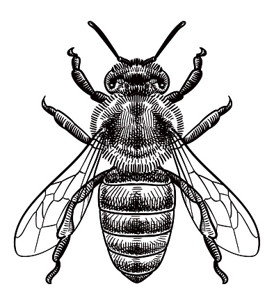Old style illustration of a bee