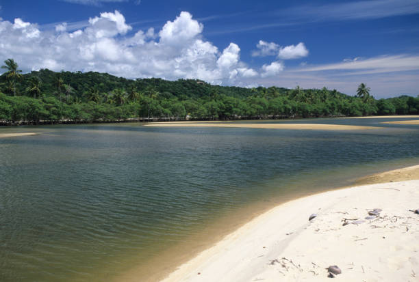 istock Itacare, state of Bahia, Cocoa cost. 1311344573