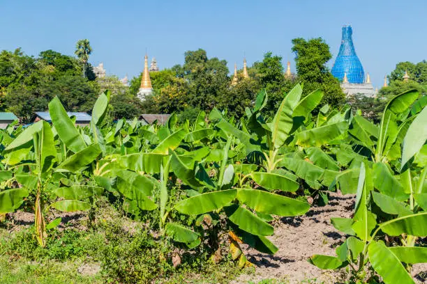 Banana field and the ruins of the ancient town Inwa Ava near Mandalay, Myanmar