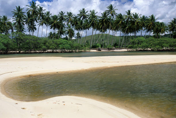 istock Itacare, state of Bahia, Cocoa cost. 1311344947