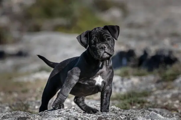 Photo of Black american bully puppy