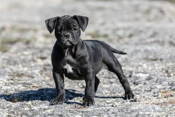 Photo of Black american bully puppy