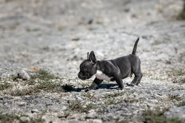 Photo of Black american bully puppy