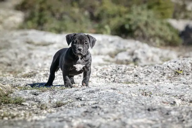 Photo of Black american bully puppy