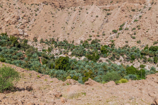 istock Palms in Wadi Tiwi valley, Om 1311349341