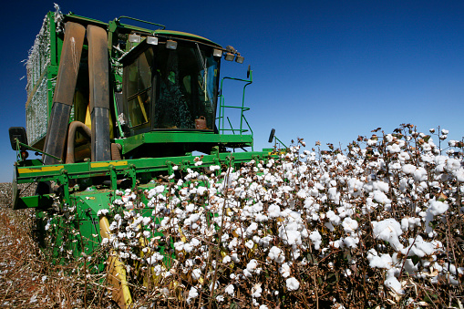 Mato Grosso do Sul state, Brazil - Circa July, 2008 -  Cotton harvest with a harvester machine on a clear day on countryside of Brazil, Editorial