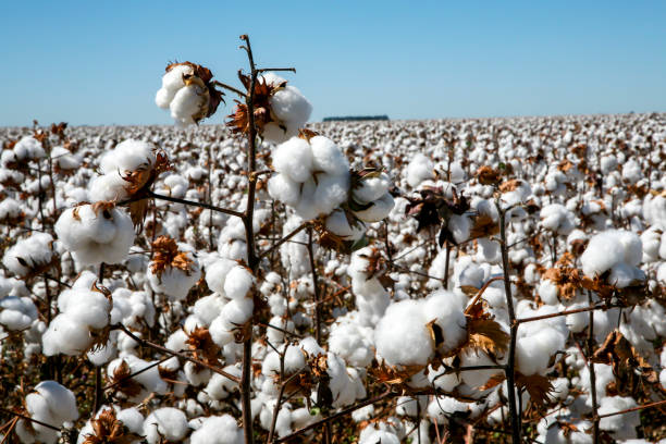 campos de algodão prontos para serem colhidos - cotton field agriculture plant - fotografias e filmes do acervo