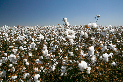 Cotton fields ready to be harvested in contrast to blue sky in the state of Mato Grosso do Sul, Brazil