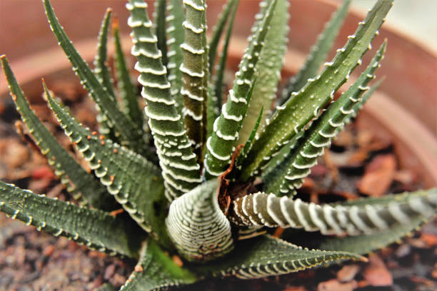 istock A small Aloe aristata in the vase 1311350729