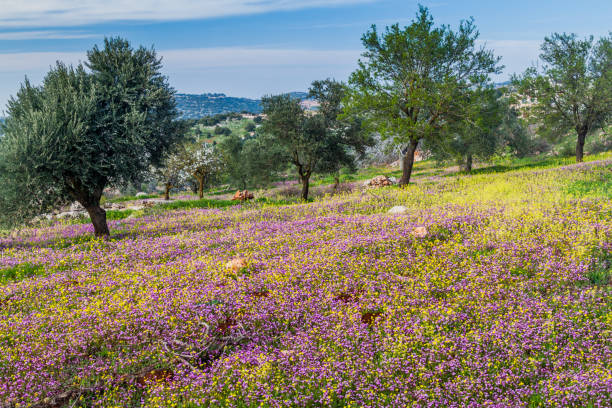 paysage près de la ville d’ajloun, jorda - ajlun photos et images de collection