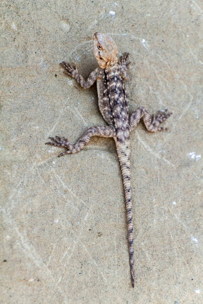 istock Lizard on a rock at Udabno cave monastery at Davit Gareja monastic complex in Georg 1311351976