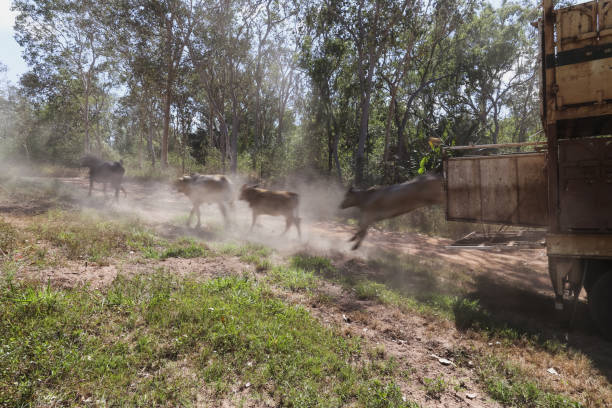 istock Cattle transport in rural Australia 1311352741