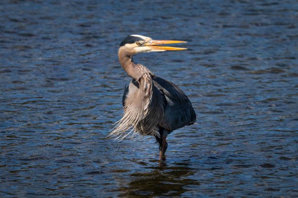Great Blue Heron Great Blue heron standing in the water at the Esquimalt Lagoon. colwood photos stock pictures, royalty-free photos & images