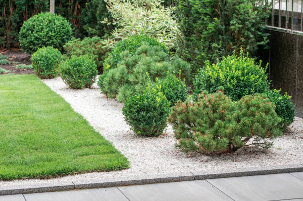 istock bushes and plants in landscape design 1311357834