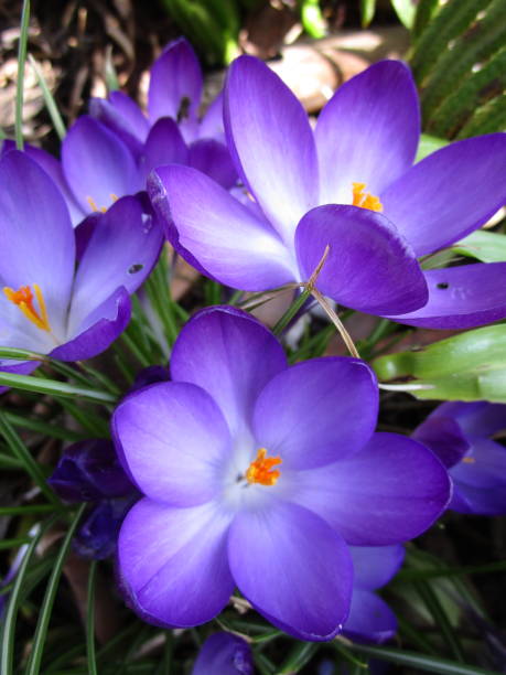 Bright Whitewell Purple Crocus Flowers Blooming in Spring 2021 Bright Colorful Whitewell Purple Crocus Flowers in Spring 2021 crocus tommasinianus stock pictures, royalty-free photos & images
