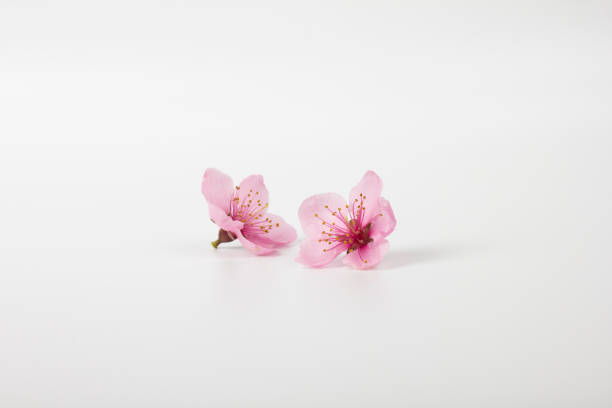 This cherry blossom flower bud has April freshness and beauty and pure.\nPicked before scattering.\n2021.04.02.