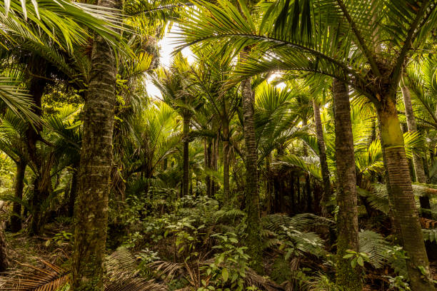 The Nikau palm is endemic to New Zealand and prolific on the west coast of the south island.