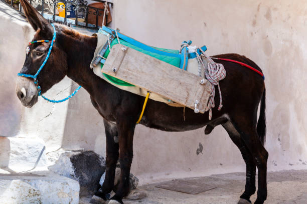 istock Donkey waiting, Pyrgos, Santorini, Greece 1311360318