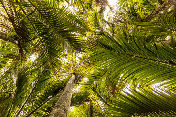 istock Nikau Glade Detail, NZ 1311361897