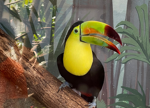 A toucan sits on a branch