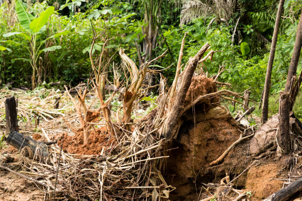 istock Image of peruvian forest with deforestation due to human activity. 1311365369