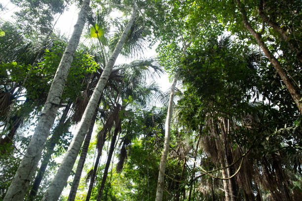 istock Image of Peruvian rain forest. Tropical vegetation in Amazon jungle. 1311365393