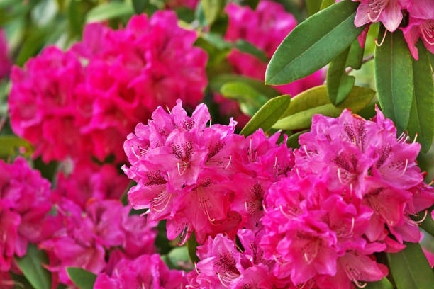 Cape Cod Rhododendron 1,000+ Pacific Rhododendron Photos Stock Photos, Pictures & Royalty ...