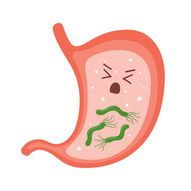 ilustraciones, imágenes clip art, dibujos animados e iconos de stock de helicobacter pylori en el estómago. carácter estomacal enfermo. bacteria con flagelación que causa gastritis. - pylori